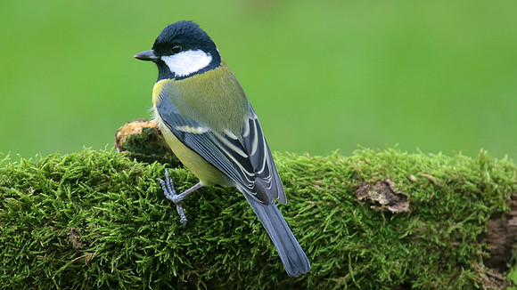 Great Tit, Tockington, December 2015.