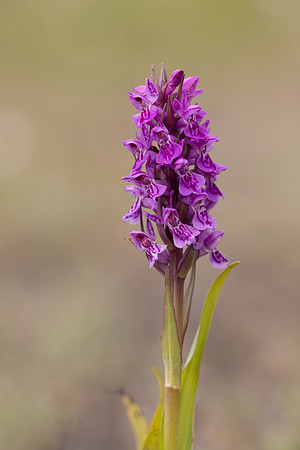 Souhern Marsh-orchid, Kenfig, June 2024