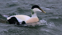 Eider Duck, Burghead, February 2016