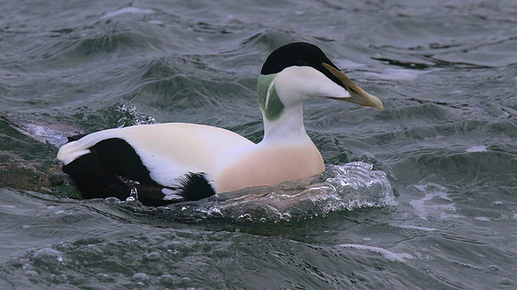 Eider Duck, Burghead, February 2016