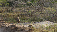 Burrowing Owl, Palm Beach, Aruba, November 2015