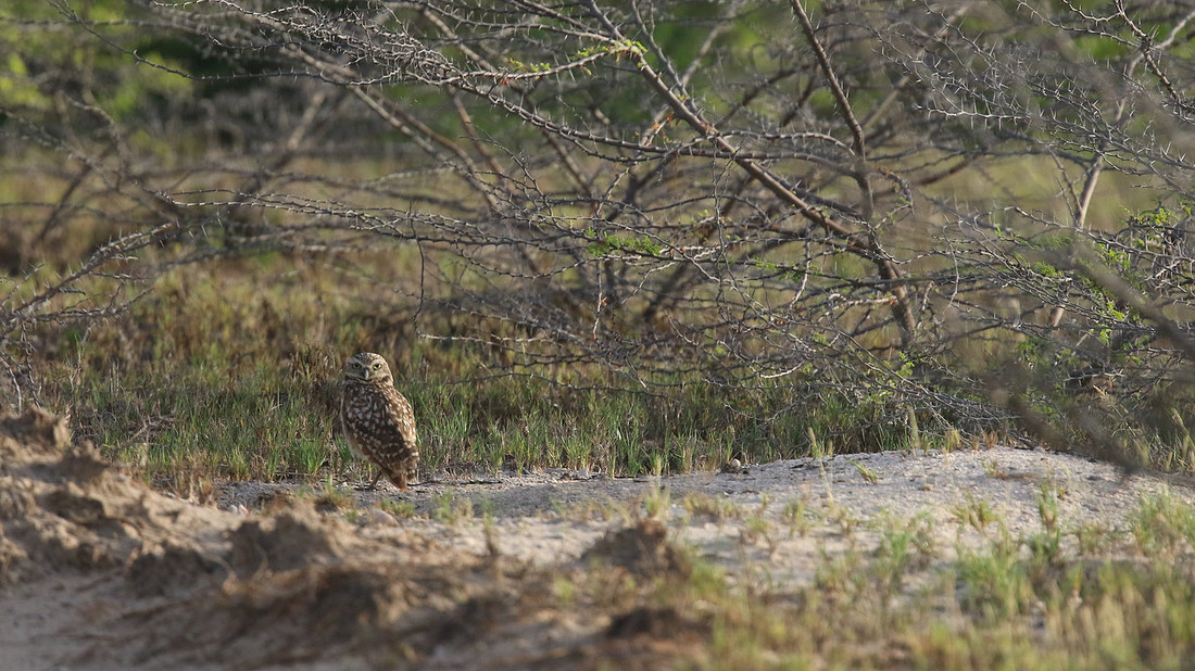 Burrowing Owl, Palm Beach, Aruba, November 2015