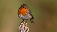 Robin, Brean, January 2016