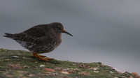 Purple Sandpiper, Burghead, February 2016