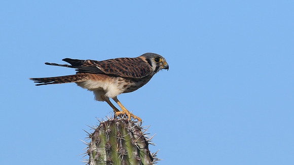 American Kestrel, Aruba, November 2015.