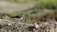 Killdeer, Palm Beach, Aruba, November 2015