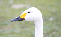 Bewick Swan, Slimbridge, December 2014