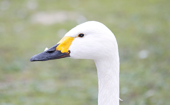 Bewick Swan, Slimbridge, December 2014