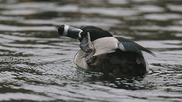 Ring-necked Duck, Pitlochry, February 2016