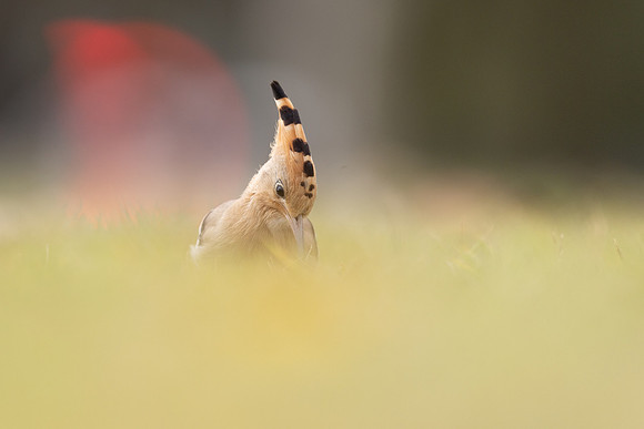 Hoopoe, Swansea, October 2024