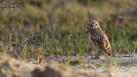 Burrowing Owl, Palm Beach, Aruba, November 2015