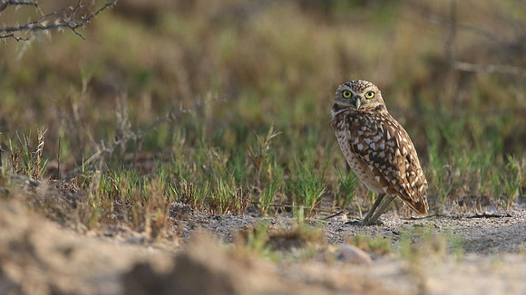 Burrowing Owl, Palm Beach, Aruba, November 2015