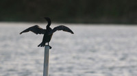 Neotropic Cormorant, Bubali Pond, Aruba, November 2015.