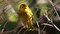 Yellow Warbler, Palm Beach, Aruba, November 2015