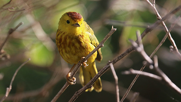 Yellow Warbler, Palm Beach, Aruba, November 2015