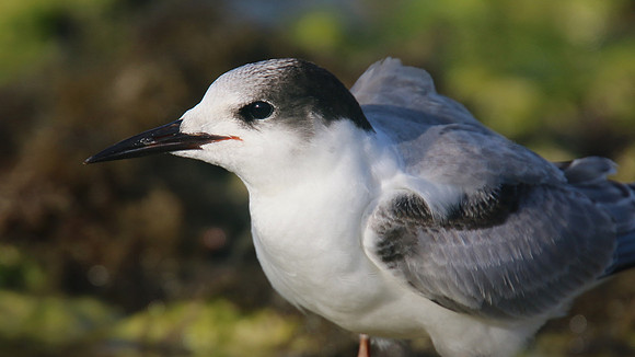 Common Tern. Arashi Beach, Aruba, November 2015