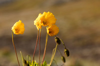 Arctic Poppy,  Snæfellsnes peninsula, Iceland, June 2022.