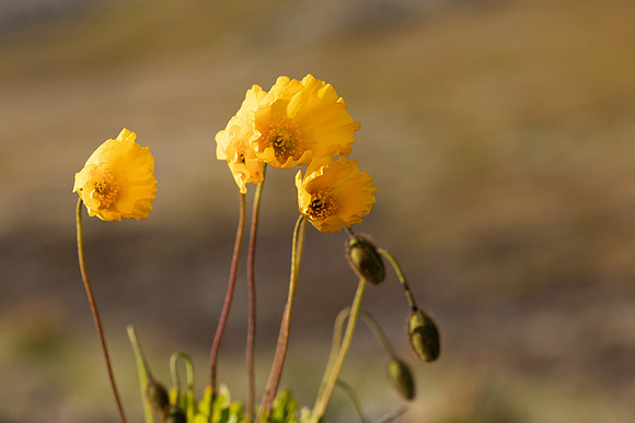 Arctic Poppy,  Snæfellsnes peninsula, Iceland, June 2022.