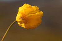 Plants and Flowers