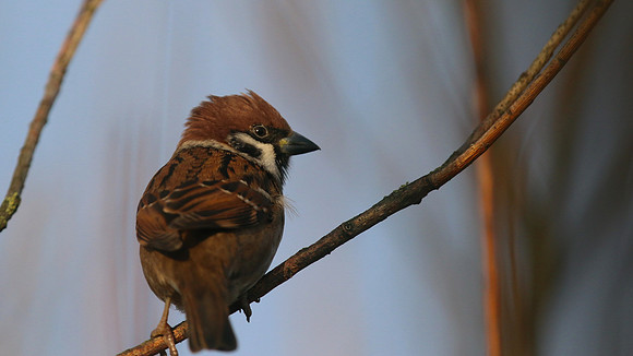 Tree Sparrow, Creswell Pond, Northumberland, January 2016