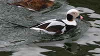 Long-tailed Duck, Lossiemouth Harbour, February 2016