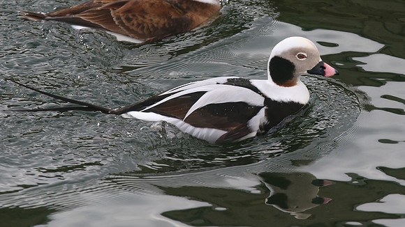 Long-tailed Duck, Lossiemouth Harbour, February 2016
