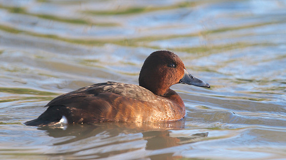 Ferruginous Duck, Slimbridge, January  2015.