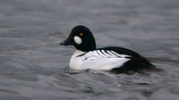 Goldeneye, Killingworth, Northumberland, January 2016