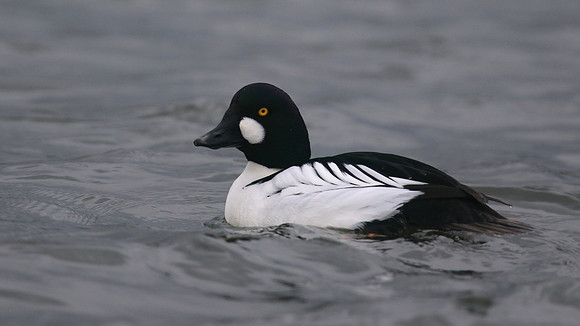 Goldeneye, Killingworth, Northumberland, January 2016