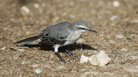 Tropical Mockingbird, Palm Beach, Aruba, November 2015