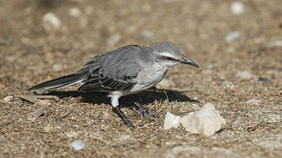 Tropical Mockingbird, Palm Beach, Aruba, November 2015