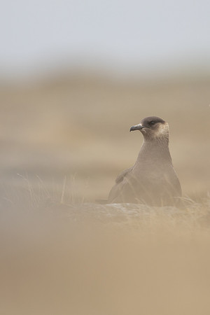 Arctic Skua,Snæfellsnes peninsula, Iceland, June 2022