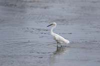 Snowy Egret, Palm Beach, Aruba, November 2015.