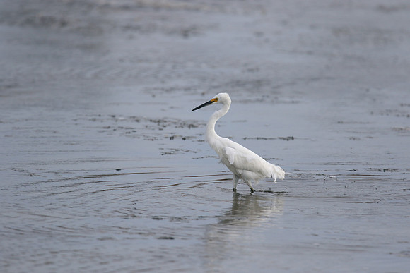 Snowy Egret, Palm Beach, Aruba, November 2015.
