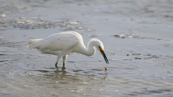 Snowy Egret, Palm Beach, Aruba, November 2015