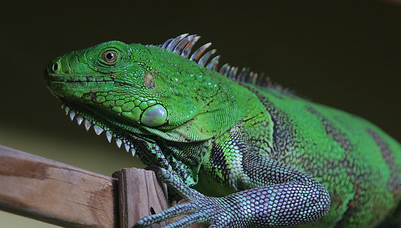 Green Iguana, Palm Beach, Aruba, November 2015