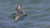 Sanderling, Areshi Beach, Aruba, November 2015