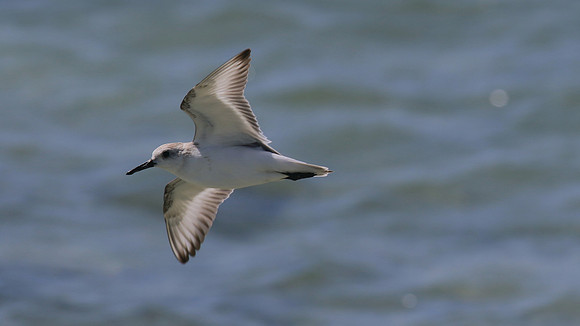 Sanderling, Areshi Beach, Aruba, November 2015
