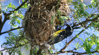 Bananaquit, Bubali Pond, Aruba, November 2015.