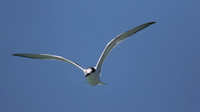 Common Tern. Arashi Beach, Aruba, November 2015