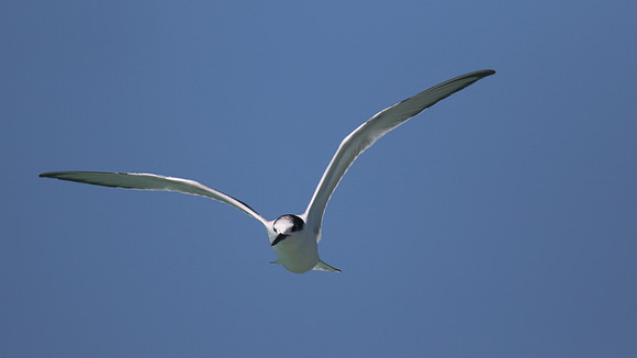 Common Tern. Arashi Beach, Aruba, November 2015