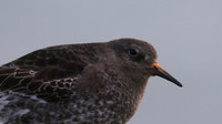 Purple Sandpiper, Burghead, February 2016