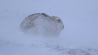 Mountain Hare, Findhorn Valley, February 2016