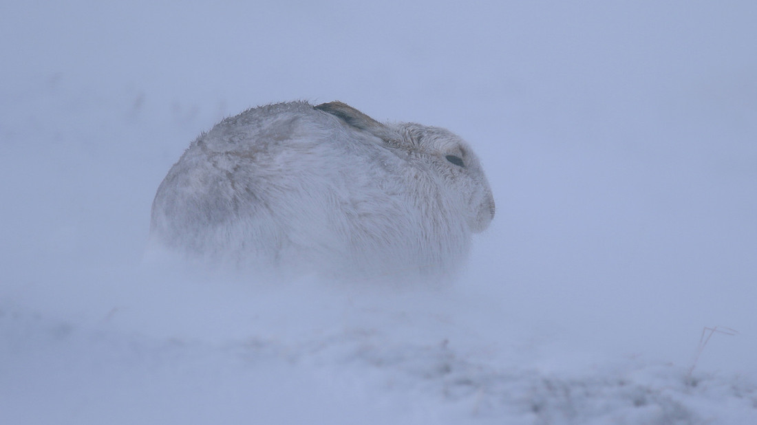 Mountain Hare, Findhorn Valley, February 2016