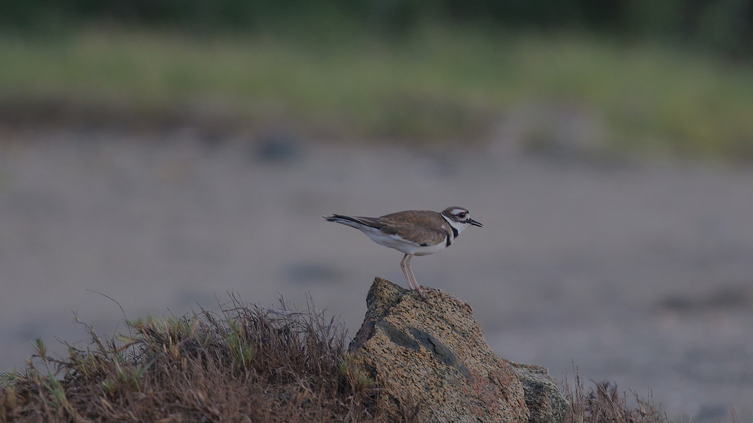 Killdeer, Palm Beach, Aruba, November 2015