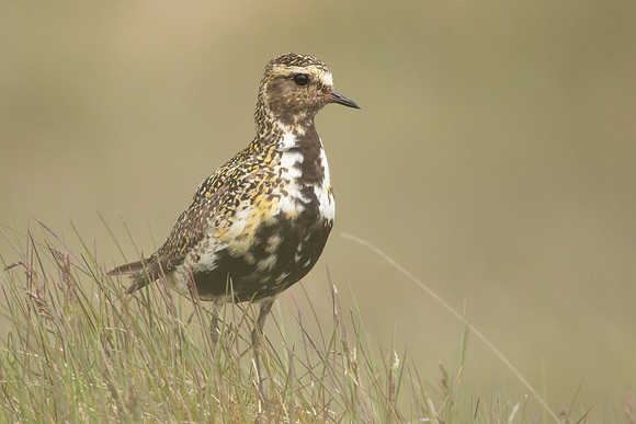 Golden Plover, Iceland, June 2022