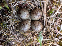 Temmincks Stint, Persfjorden, Norway, June 2025