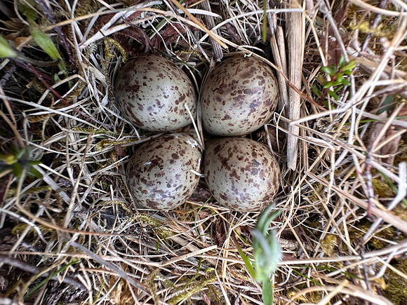 Temmincks Stint, Persfjorden, Norway, June 2025