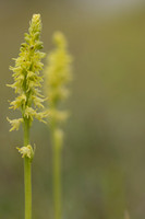 Musk Orchid, Cleeve common, June 2024