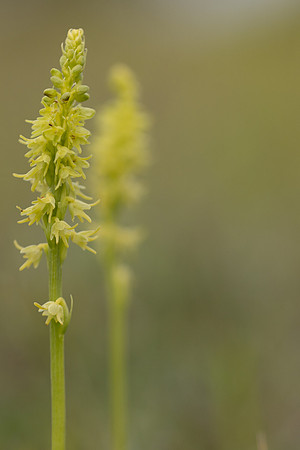 Musk Orchid, Cleeve common, June 2024